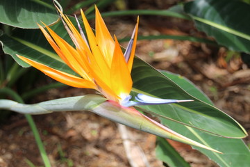 Natur in Teneriffa