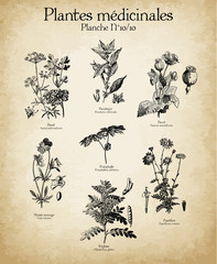 Gravures anciennes plantes médicinales N°10/10
