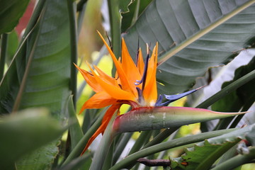 Natur in Teneriffa