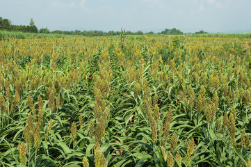 Millet field plantation and monoculture plantation