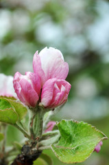 flowering branch of apple tree