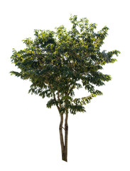 Fototapeta premium Tree alone or single on isolate white background