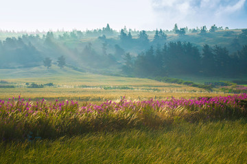 Champ fleuri et sapins dans la brume matinale, Causses, Lozère, France