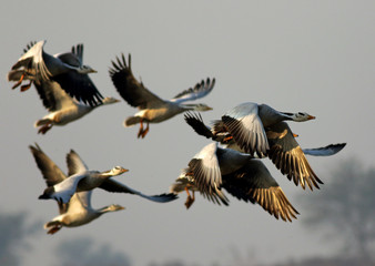 Bar-headed Goose (Anser indicus) Flying in  the Morning