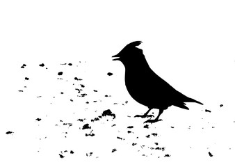 Waxwings in the snow eating the fallen berries of mountain ash. Silhouette.