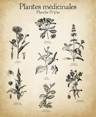 Gravures anciennes plantes médicinales N°3/10