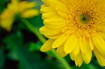 Fototapeta premium yellow gerbera flowers