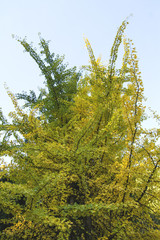 ginko biloba top in autumn