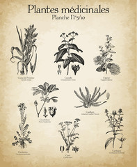 Gravures anciennes plantes médicinales N°5/10