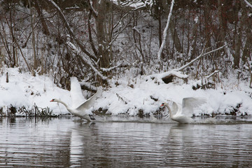 A beautiful pair of white swans flying above the river at the winter