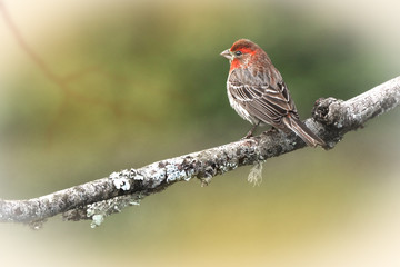 bird on a limb