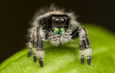 jumping spider on green with extreme detail