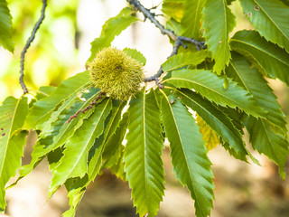 Chestnut on the tree