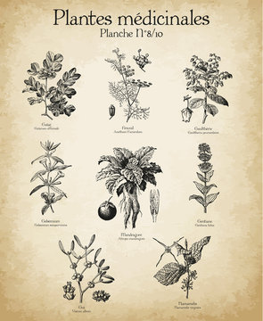 Gravures anciennes plantes m&eacute;dicinales N&deg;8/10