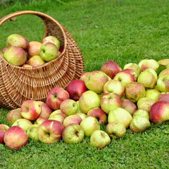 Récolte de pommes, jardin bio, maison