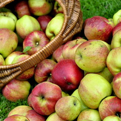 Récolte de pommes, jardin bio, maison