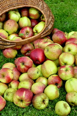 Récolte de pommes, jardin bio, maison