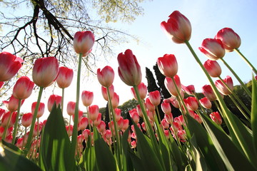 tulipani in fioritura