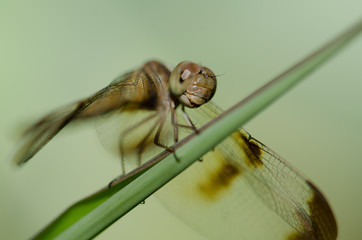 .Dragonfly wings perched on twigs warm sunshine.