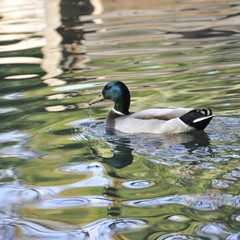 Canard colvert, mâle 