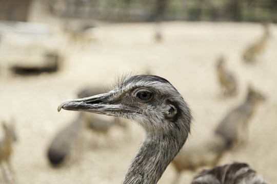 Ostrich in zoo