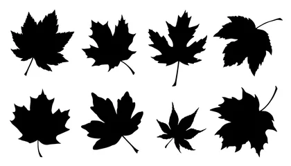 Foto op Plexiglas maple leaf silhouettes © jan stopka