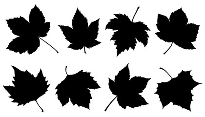 Naklejka premium sycamore leaf silhouettes
