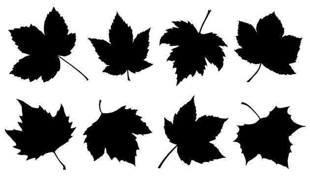 sycamore leaf silhouettes