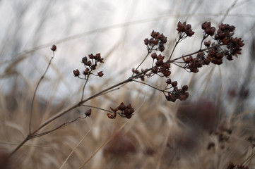 Autum dry wild flower / plant in the meadow