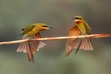 Fashion Show- Blue tailed bee eater