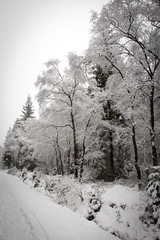 A sneefall in the forest .