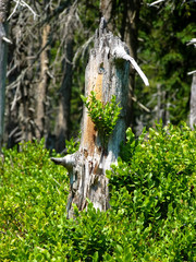 The tree stump with green bilberry.