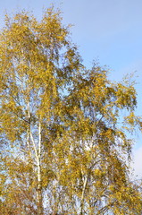 Fototapeta premium Bouleau , automne 