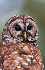 Close-up of a Barred Owl