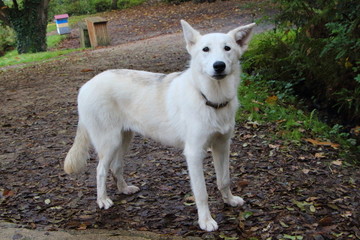 Chien berger blanc suisse en promenade