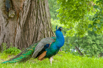 Obraz premium Peacock on a green garden