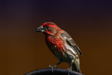 housefinch on a stand