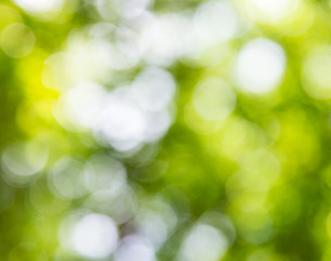 Fototapeta premium Blur focus blackground of the large leaves.