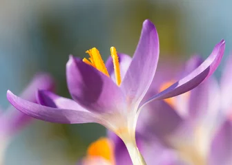 Stoff pro Meter Krokus im Frühling © SRG-Photoarts