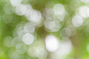 Obraz premium White and green nature bokeh circular shape, abstract background.