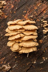 Bracket Fungi on a log.