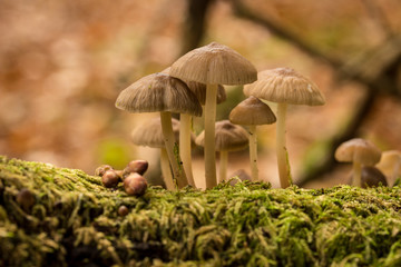 Clustered Bonnet Fungi on a mossy log.