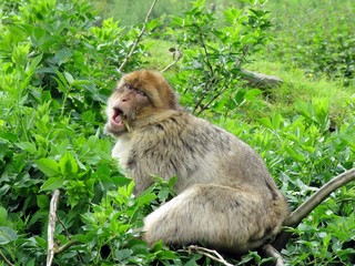 Ein drohender Berberaffe im dichten Buschwerk 