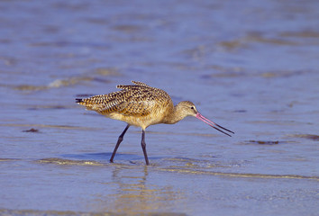 Marbled Godwit Limosa fedoa feeding March Fort Myers beach Gulf coast Florida USA