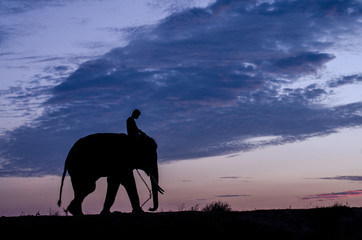Fototapeta na wymiar Silhouette Sunset Sunrise action of Thai Elephant in Surin provi