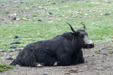 Close up view of a yak on a green high-mountain Nepalese pasture