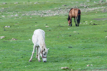 Obraz na płótnie Canvas Nepalese horses graze at uphill pasture near the nomad camp