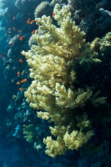 Naklejka premium Beautiful coral reef near the Dahab city of Egypt