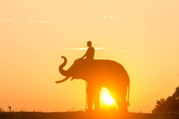 Fototapeta na wymiar Silhouette Sunset Sunrise action of Thai Elephant in Surin provi