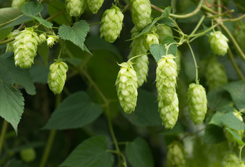 Growing on a branch of hop cones